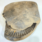 Antique Lakshmi Narsima Shaligram - 3.86 Kgs - Himalaya Rudraksha Anusandhan Kendra