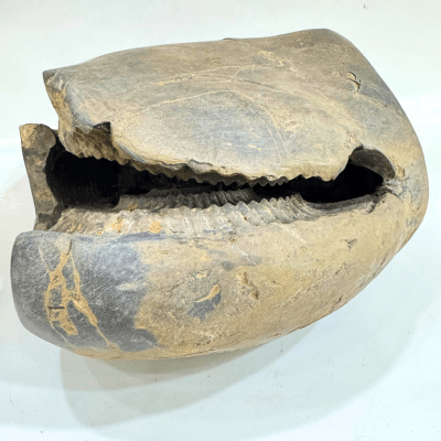 Antique Lakshmi Narsima Shaligram - 3.86 Kgs - Himalaya Rudraksha Anusandhan Kendra