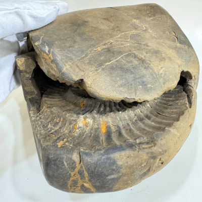 Antique Lakshmi Narsima Shaligram - 3.86 Kgs - Himalaya Rudraksha Anusandhan Kendra