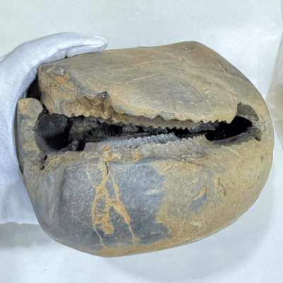 Antique Lakshmi Narsima Shaligram - 3.86 Kgs - Himalaya Rudraksha Anusandhan Kendra