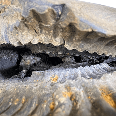 Antique Lakshmi Narsima Shaligram - 3.86 Kgs - Himalaya Rudraksha Anusandhan Kendra