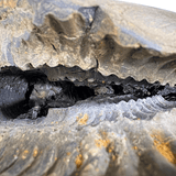 Antique Lakshmi Narsima Shaligram - 3.86 Kgs - Himalaya Rudraksha Anusandhan Kendra