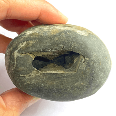 Divya Lakshmi Narsima Shaligram (248 gm) - Himalaya Rudraksha Anusandhan Kendra