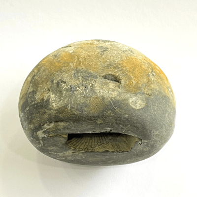 Divya Lakshmi Narsima Shaligram (248 gm) - Himalaya Rudraksha Anusandhan Kendra