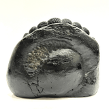 Lakshmi Narsima Carved Shaligram - 640 grams - Himalaya Rudraksha Anusandhan Kendra
