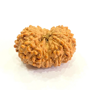 Natural 15 Mukhi Rudraksha (Indonesian Origin)