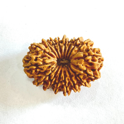 17 Mukhi Rudraksha (Nepal Origin- 31.10 MM)