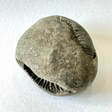 Divya Lakshmi Narsima Shaligram - 130 gm