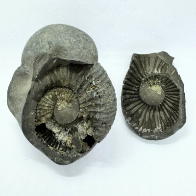 Divy Lakshmi Narayan Shaligram (408 gm)