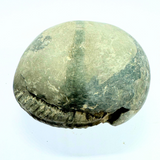 Divy Lakshmi Narayan Shaligram (264 gm)