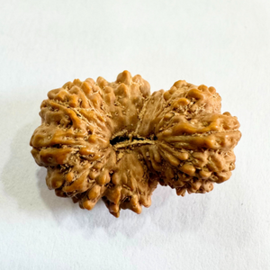 19 Mukhi Rudraksha (Indonesian Origin- 21.53 MM)