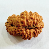 19 Mukhi Rudraksha (Indonesian Origin- 21.53 MM)