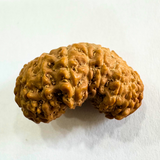 19 Mukhi Rudraksha (Indonesian Origin- 21.53 MM)