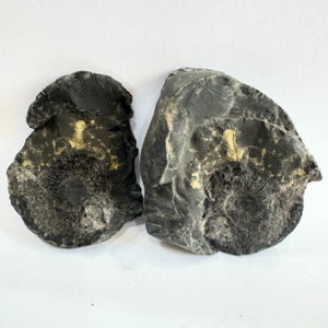 Divy Lakshmi Narayan Shaligram (454 gm)