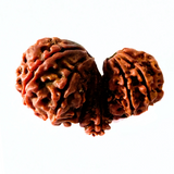 Trijuti Rudraksha (Nepali Origin- 29.85 mm)