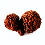 Trijuti Rudraksha (Nepali Origin- 29.85 mm)