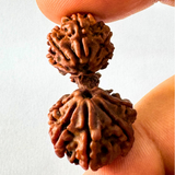 Trijuti Rudraksha (Nepali Origin- 29.85 mm)