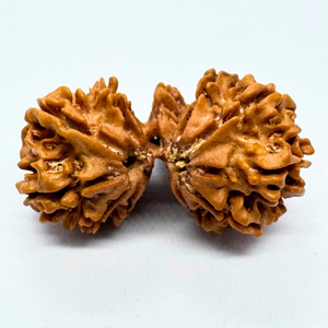 Trijuti Rudraksha (Nepali Origin)