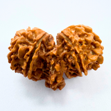 Trijuti Rudraksha (Nepali Origin)