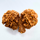 Trijuti Rudraksha (Nepali Origin)