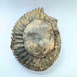 Divy Lakshmi Narayan Shaligram - 177 gms