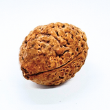 Natural 2 Mukhi Rudraksha (Indonesian Origin- World's Biggest Size)