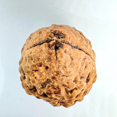 Natural 2 Mukhi Rudraksha (Indonesian Origin- World's Biggest Size)