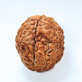 Natural 4 Mukhi Rudraksha (Indonesian Origin- World's Biggest Size)