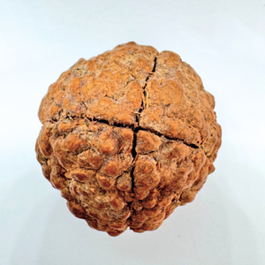 Natural 4 Mukhi Rudraksha (Indonesian Origin- World's Biggest Size)