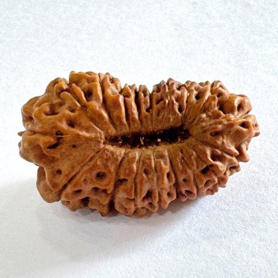 seventeen mukhi rudraksha

