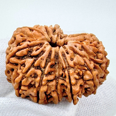 13 mukhi rudraksha premium quality
