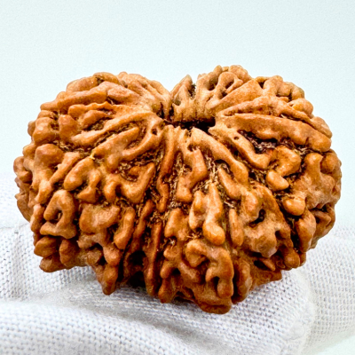 13 mukhi nepali rudraksha