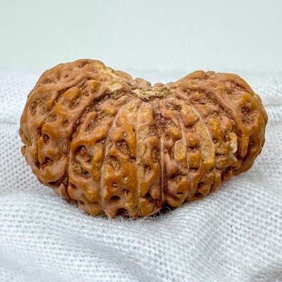 18 mukhi nepali rudraksha
