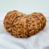 18 mukhi nepali rudraksha
