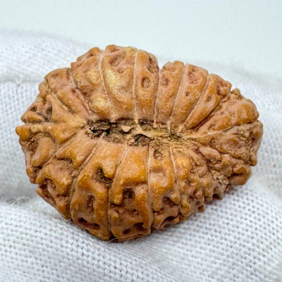 18 mukhi indonesian bead