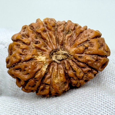 18 mukhi indonesian rudraksha 

