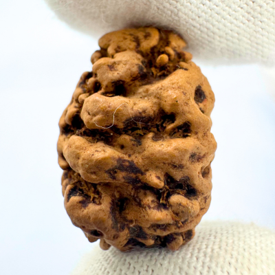 Antique 2 Mukhi Rudraksha (Nepal Origin- 23.74 x 16.07 MM | 2.13 Gms)