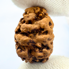 Antique 2 Mukhi Rudraksha (Nepal Origin- 23.74 x 16.07 MM | 2.13 Gms)