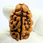 Antique 2 Mukhi Rudraksha (Nepal Origin- 23.74 x 16.07 MM | 2.13 Gms)