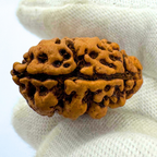Antique 2 Mukhi Rudraksha (Nepal Origin- 23.74 x 16.07 MM | 2.13 Gms)