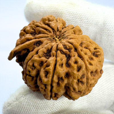 Antique 9 Mukhi Ganesh Rudraksha (Nepal Origin- 30.38 MM | 5.16 Gms)