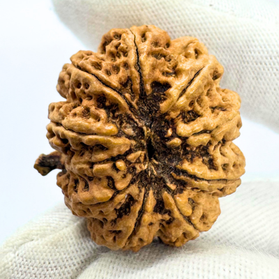 Antique 9 Mukhi Ganesh Rudraksha (Nepal Origin- 30.38 MM | 5.16 Gms)