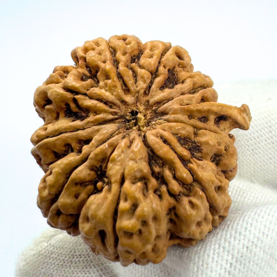 Antique 9 Mukhi Ganesh Rudraksha (Nepal Origin- 30.38 MM | 5.16 Gms)