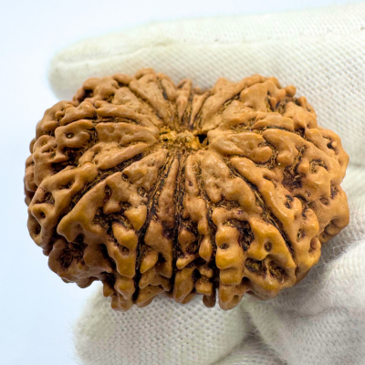 Antique 12 Mukhi Rudraksha (Nepal Origin- 33.90 MM | 6.08 Gms)