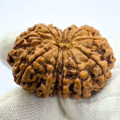 Antique 12 Mukhi Rudraksha (Nepal Origin- 33.90 MM | 6.08 Gms)
