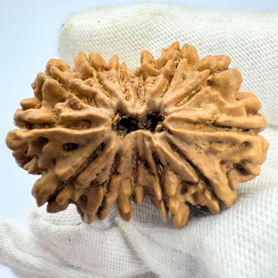 Antique 13 Mukhi Gaurishankar Rudraksha (Nepal Origin - 35.14 MM | 6.89 Gms)