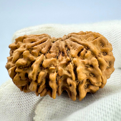 Antique 13 Mukhi Gaurishankar Rudraksha (Nepal Origin - 35.14 MM | 6.89 Gms)