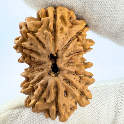 Antique 13 Mukhi Gaurishankar Rudraksha (Nepal Origin - 35.14 MM | 6.89 Gms)