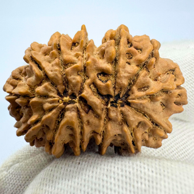 Antique 13 Mukhi Gaurishankar Rudraksha (Nepal Origin - 35.14 MM | 6.89 Gms)
