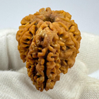 Antique 9 Mukhi Ganesh Rudraksha (Nepal Origin- 30.08 MM | 4.62 Gms)